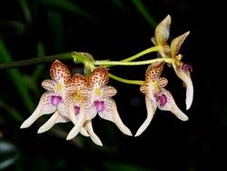 Image result for Bulbophyllum unifoliatum