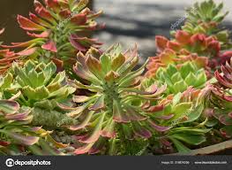 Image result for Monadenium lugardiae