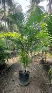 Image result for Dypsis lutescens