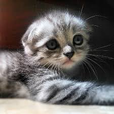 Scottish Fold 328767 Uludag Sozluk Galeri