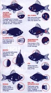Fish Care Tips Keeping Koi And Goldfish Alive This Board Will Be Used To Pin Problems And Disease Encountered In Betta Fish Care Aquarium Fish Pet Fish