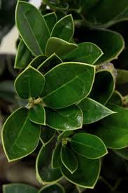 Do not usually eat zone: Buy Carissa Chinese Holly Free Shipping 1 Gallon Size Pots For Sale Online From Wilson Bros Gardens