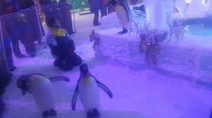 Antarctic peninsula — even by antarctic standards, elephant island is hard to reach, which is why few people have ever set foot there. Tripadvisor Penguin March In Snow Park ØµÙˆØ±Ø© Snow Penguins At Ski Dubai Ø¯ Ø¨ÙŠ