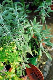The most popular kitchen sage is called salvia officinalis. Buying Herbs Sungai Buloh Che Cheh