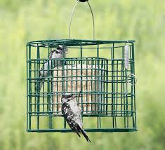Best Bird Feeders For Small Birds Only Duncraft Com Duncraft 2692 Suet Sanctuary Bird Feeder Squirrel Proof Bird Feeders Bird Feeder Baffle Best Bird Feeders
