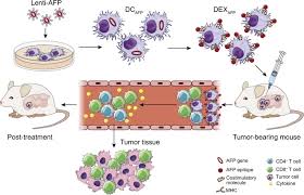 Maybe you would like to learn more about one of these? Dendritic Cell Derived Exosomes Elicit Tumor Regression In Autochthonous Hepatocellular Carcinoma Mouse Models Journal Of Hepatology