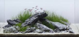 12 Desain Aquarium Minimalis Yang Estetis Dan Anti Makan Tempat Rumah123 Com
