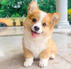 Our corgi puppy was delivered one week after purchase. Corgi Puppies For Sale Near Homestead Fl Within 500 Miles