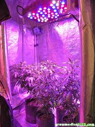 Maybe you would like to learn more about one of these? 250w Led Grow Journal 9 3 Oz Harvest Grow Weed Easy