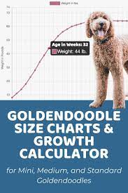 Bentley the mini goldendoodle at 6 months old weighing 45 pounds. Goldendoodle Size Chart For Mini Medium And Standard Goldendoodles