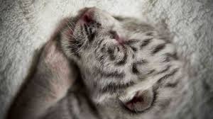 Bollywood featured, bollywood movies 2021, country: How Could Two Orange Tigers Produce A White Cub Live Science