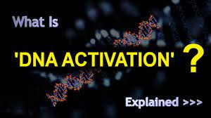 It may reveal potentials in human. Dna Activation Lilyandbeyond