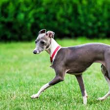 Buying health insurance for the first time seems confusing at first. Italian Greyhound Breed Facts Traits Health Vets Choice Vets Choice