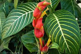 Image result for Sanchezia