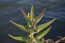 Image result for Kalanchoe daigremontiana