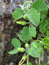Image result for Ipomoea albivenia
