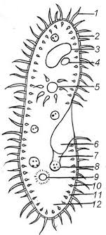 Plant cell coloring (key) by. Paramecium Coloring