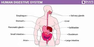 human digestive system parts of digestive system