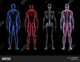 Drawing of the male internal sexual anatomy. Male Anatomy 3d Body Image Photo Free Trial Bigstock