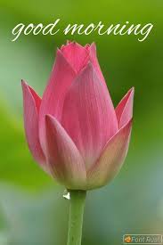 Flower beautiful good morning images. Good Morning Images With Flowers Good Morning Beautiful Flowers Good Morning Images Flowers Good Morning Roses
