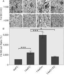 A The Immunohistochemistry Of F4 80 Severe F4 80 Positive Cells Download Scientific Diagram