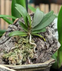 Avoid planting orchids in traditional potting soil or potting mix because it can smother their roots, which need consistent airflow. How To Grow Orchids Growing Orchids Orchid Care Gardeners Com