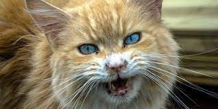 De l'ancien français gole, du latin gŭla (« gosier, gorge »). Le Syndrome Du Tigre Chez Le Chat Explication Causes Et Traitement