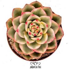 Image result for Indigofera subcorymbosa