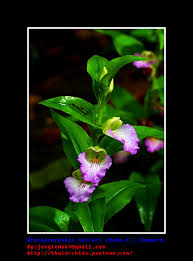 Image result for Brachycorythis friesii