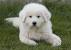 Great Pyrenees Large White Dog