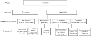 The Animal Within Part I Evolving Human Nutrition