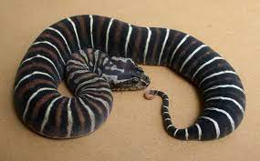 So Crazy Scale Less Death Adder Snake Poisonous Snakes Pretty Snakes
