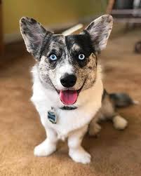 Below you will find more information about our akc pembroke welsh corgi puppies for sale in saint ignatius montana. Horgi Puppies For Sale Petfinder