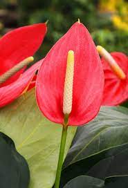 Check spelling or type a new query. Caring For Tropical Flowers Tropical Flower Design