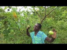 Collect your trees at our nurseries in midrand. Fruitful Office Planting Fruit Trees In Africa Tree Clubs Youtube