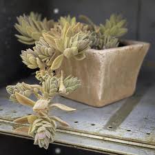 Image result for Aeollanthus rehmannii