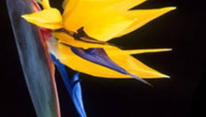 Symbolism Bird Of Paradise Flower Meaning Strelitzia Reginae The Bird Of Paradise Is An International Symbol Of Natural Hawaiian Beauty Anthurium Birds Of Paradise Flamingo Flower