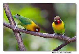 Maybe you would like to learn more about one of these? Black Masked Lovebird Photo Robert Photos At Pbase Com