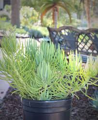 Image result for Senecio sp.no.4