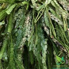 Image result for Huperzia bampsiana