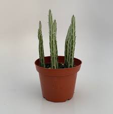 Image result for Kleinia