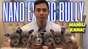 MAANGAS NA TUMAYO | MY NANO EXOTIC BULLY BREEDING | STERLING POUND X  EUROBABE | 2ND VACCINE - YouTube