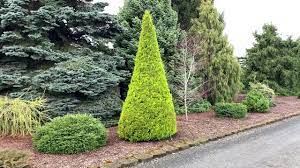 Donard gold monterey cypress is a slow to medium fast grower that will reach a mature size of 30x8 making it a great replacement for leyland cypresses. Cupressus Macrocarpa Donard Gold Golden Monterey Cypress April 2 2020 Youtube
