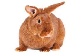 (redirected from new zealand red rabbit). New Zealand Red Rabbit Information And Pictures Petguide