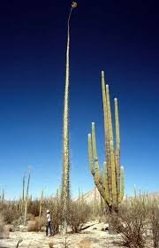 Photosynthesis takes place in the stems (which may be. I Saw The Giant Leaves And Thought You Might Like This 80 Foot Tall Boojum Cactus The Cardon Cactus On The Right Is Over 60 Feet Tall Nextfuckinglevel