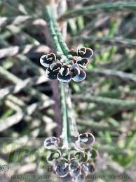 Image result for Bryophyllum tubiflorum