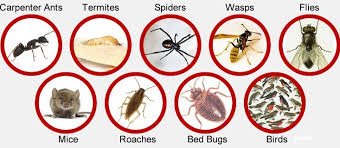 Many pest control companies price their services according to the type of pest they'll be exterminating. Get Jopestkil Nigeria Expert Fumigation Services In Nigeria Pest Control Services In Nigeria Fumigation Services In Nigeria Fumigation Services In Abuja Nigeria Fumigation Companies In Nigeria Jopestkil Fumigation And Pest Control Services