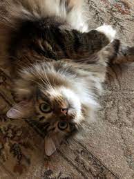 pin ot polzovatelya elena sandakova na doske zhivotnye kotyata koshki kot