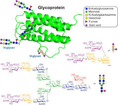 Media related to membrane glycoproteins at wikimedia commons. Protein Glycosylation An Overview Sciencedirect Topics