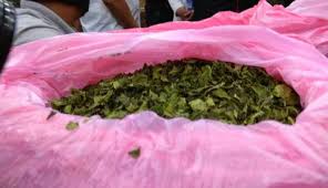 We did not find results for: Penyelundup Tanaman Daun Khat Dicokok Petugas Bea Cukai Kualanamu Berita Terkini Medan Sumut Utama News